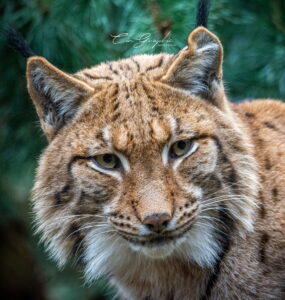 Accueil 61 Photographie animalière - Wildlife (23)