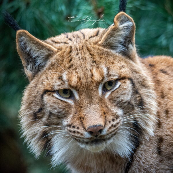 Photographie animali&egrave;re - Wildlife (23)
