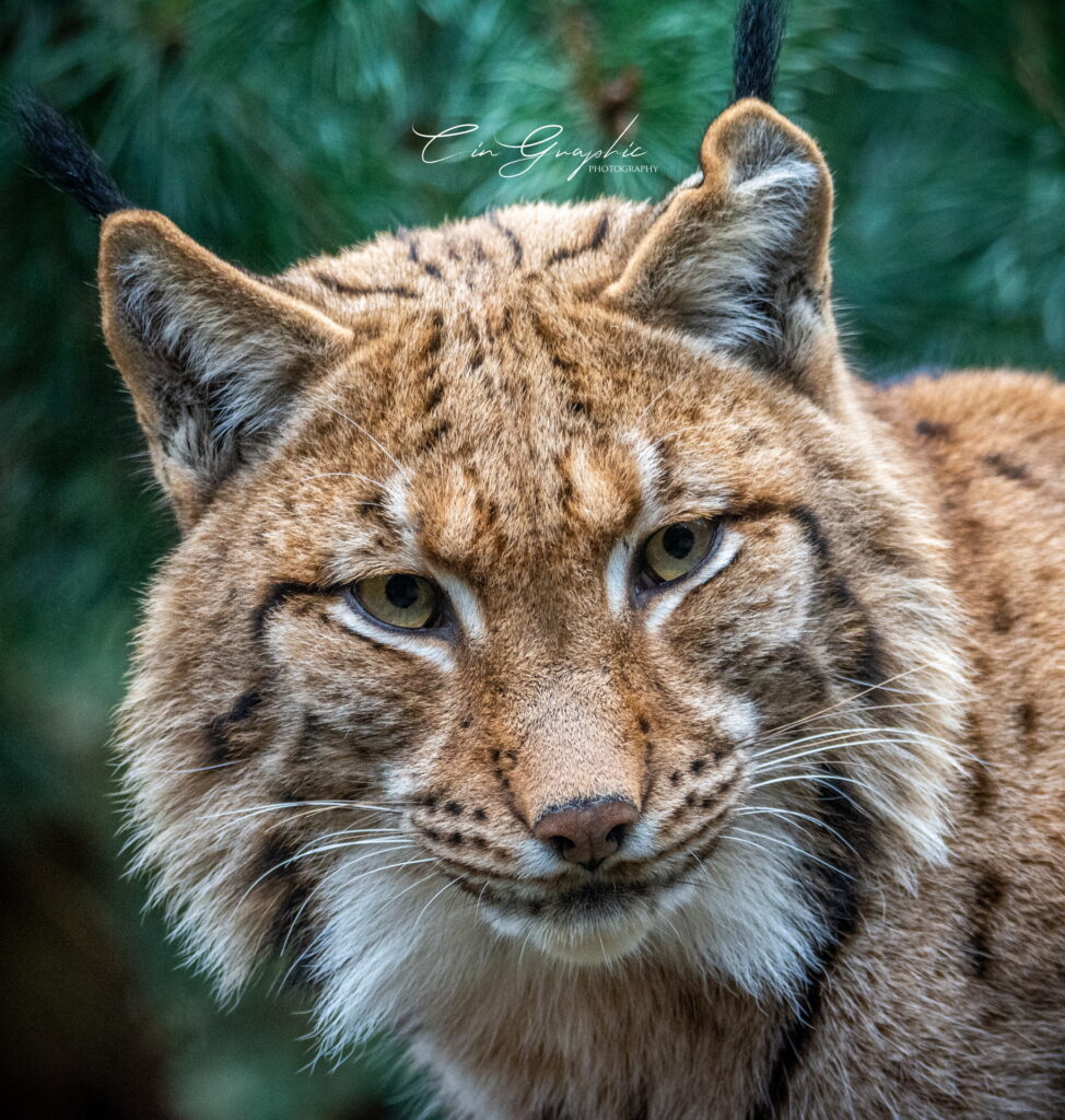 wildlife 2023 cingraphic 24