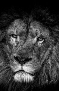 Accueil 6 Photographie animalière - Wildlife (24)