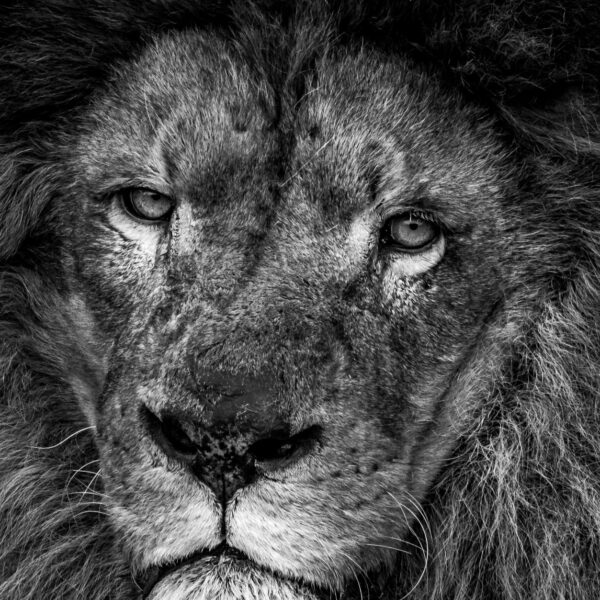 Photographie animali&egrave;re - Wildlife (24)