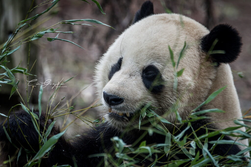 wildlife 2023 cingraphic 26