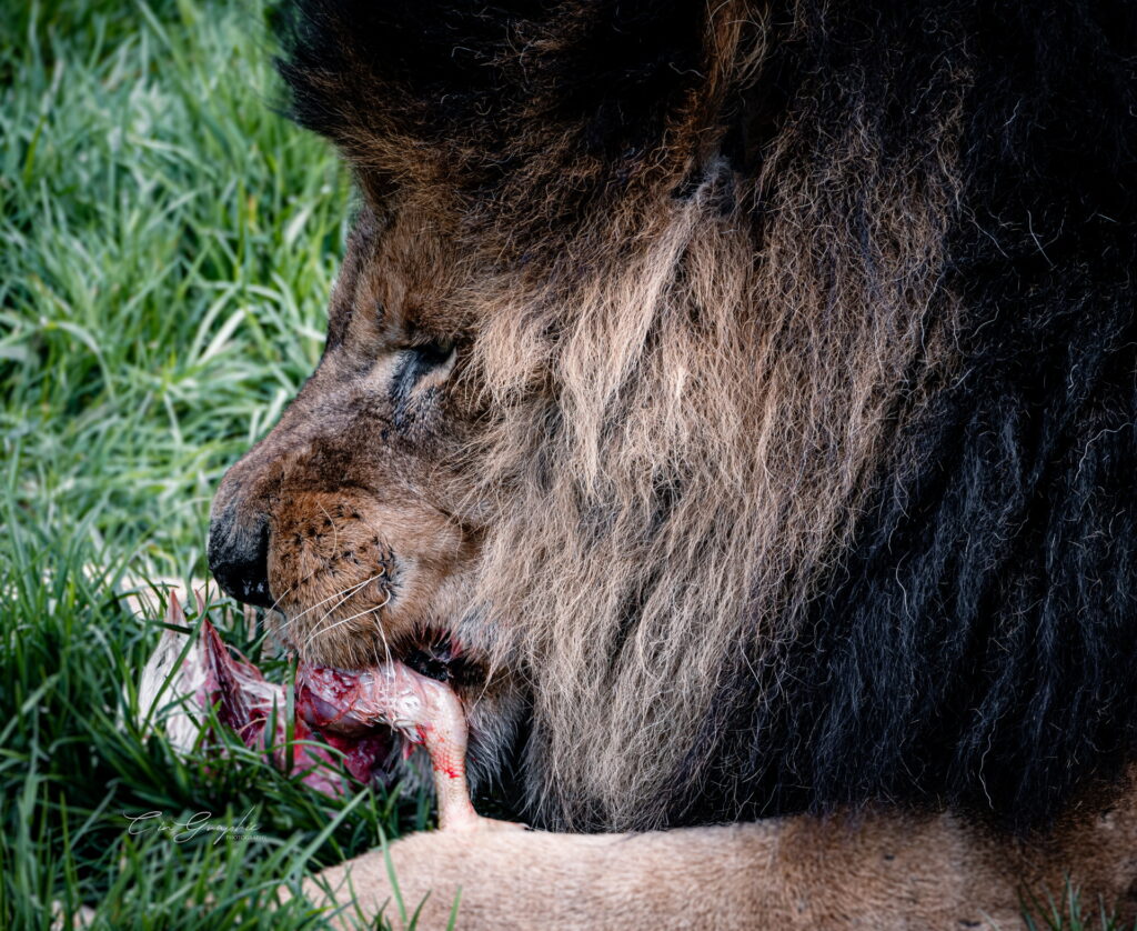 wildlife 2023 cingraphic 27