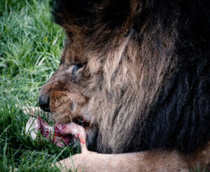Accueil 5 Photographie animalière - Wildlife (26)