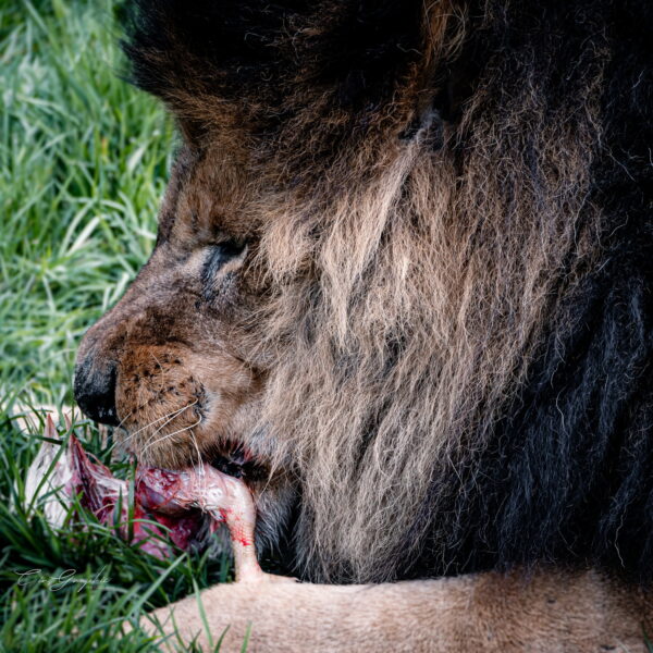 Photographie animali&egrave;re - Wildlife (26)