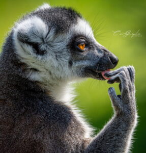 Photographie animalière - Wildlife (27)