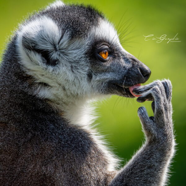 Photographie animali&egrave;re - Wildlife (27)