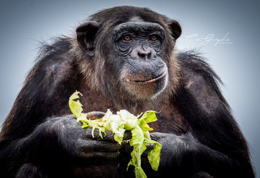 wildlife 2023 cingraphic 29