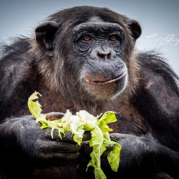 Photographie animali&egrave;re - Wildlife (28)